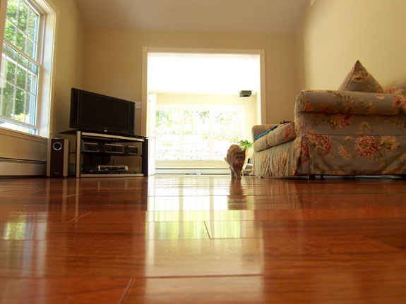 Cat walking on new Brazilian Cherry Hardwood Floor