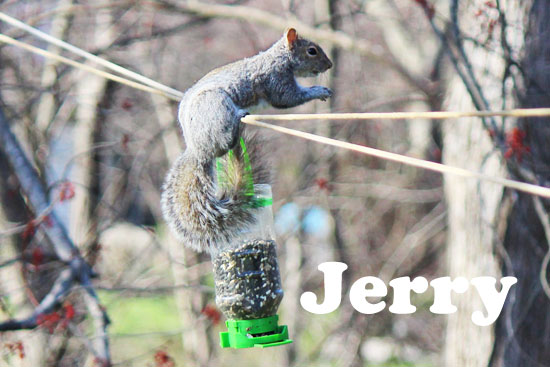 Jerry squirrel from narnia caught on video