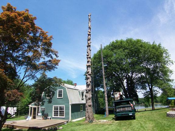 Tree & Deck Removal