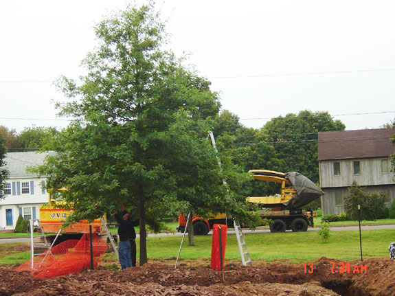 We relocated this tree to another part of the yard