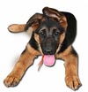 German Shepard gaurd dog